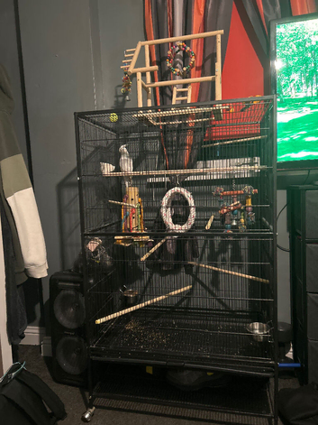 Bird cockatiel