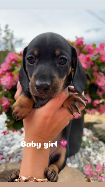 Miniature dachshund puppies