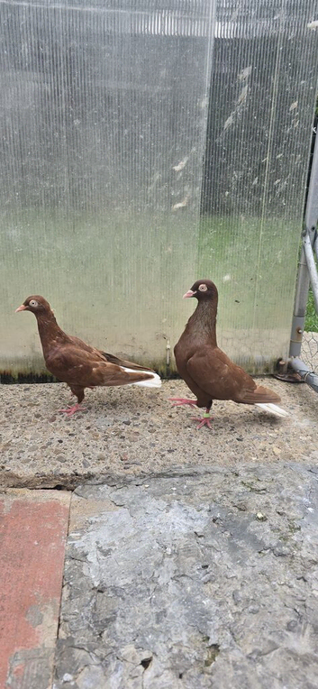 I have quality pair pigeon in Stockton-on-Tees