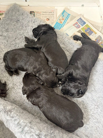 Working cocker spaniel puppies