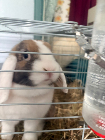girl flop ear dwarf bunny and cage 1 yr old female