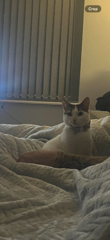 13 month old female cat
