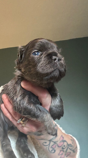 Fluffy female French bulldog