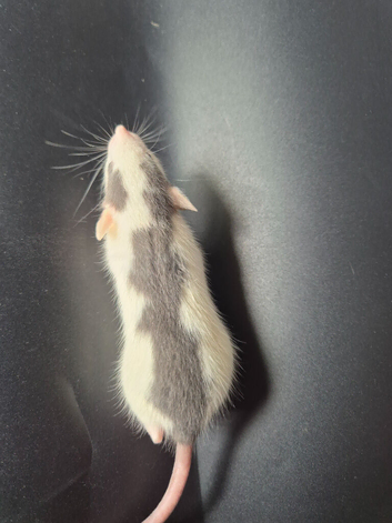 Baby Dumbo Rats