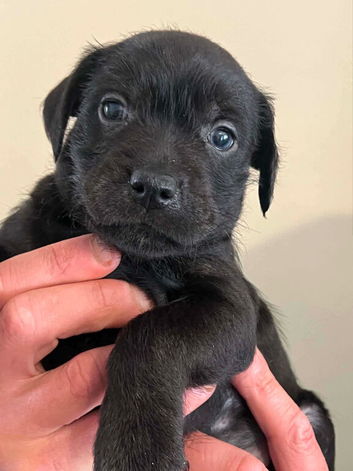 Schnauzer x Staffy pups