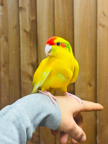 Kakarikis