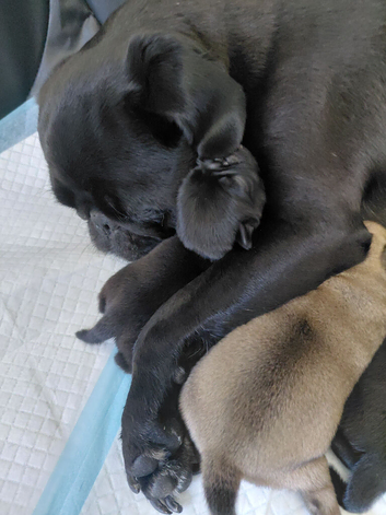 Pure bred pug puppies for sale