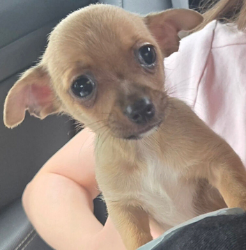Chihuahua male pup for sale