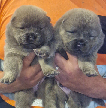 6 stunning kc reg chow pups rough coat