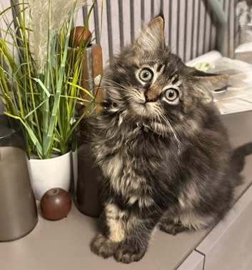 Maine coon kitten