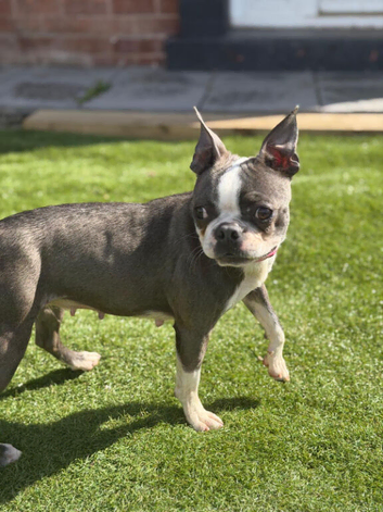 Boston Terrier Girl offers considered for right home