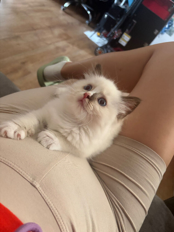 Beautiful Ragdoll type seal mitted With blaze girl HCM and PKD clear