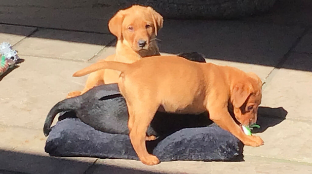 KC Registered Labrador Puppies
