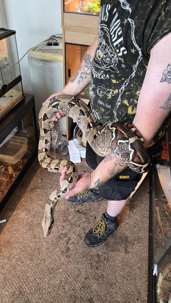 Boa constrictor