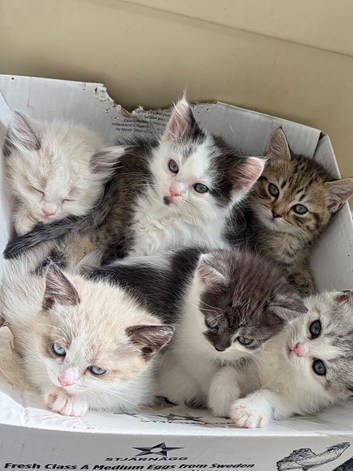 Stunning kittens looking for their forever homes