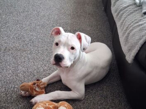 Boxer x staffy albino