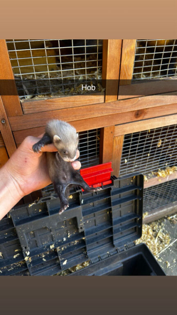 Ferret kits for sale