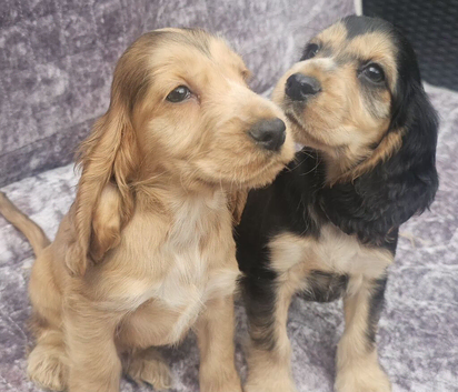 Show type cocker spaniel puppies