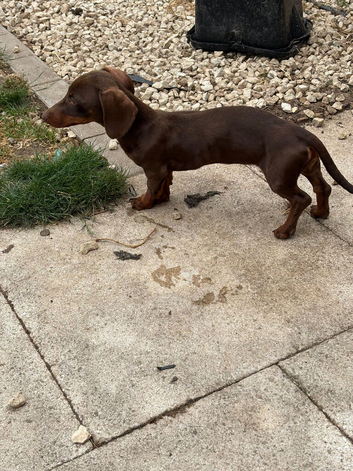 Dachshund