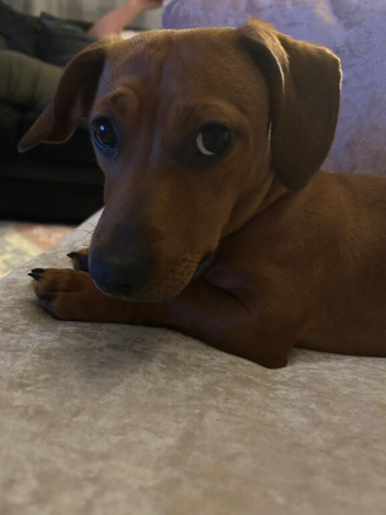 Minature Dachshund cross Staffie