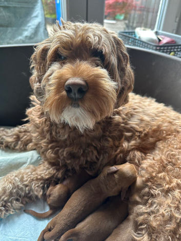 Three fox Red Cockapoo puppies