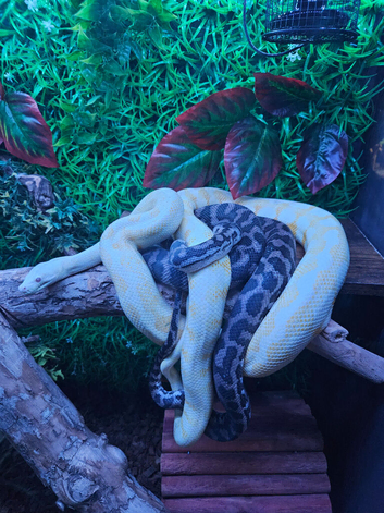 carpet pythons
