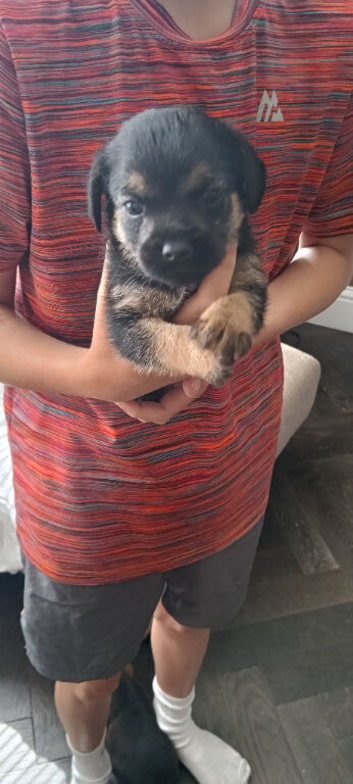 Boarder terrier pups 2 girls 1boy