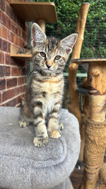 FULLY VACCINATED Gorgeous Maine Coon Kittens