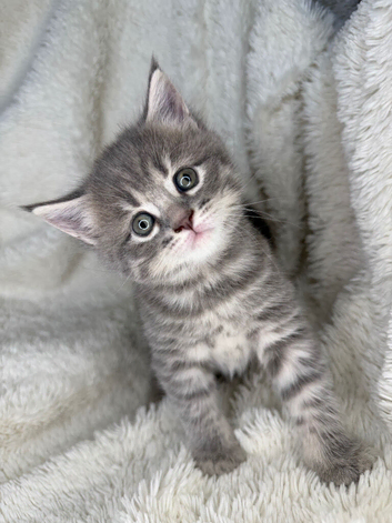 Maine coone x British shorthair