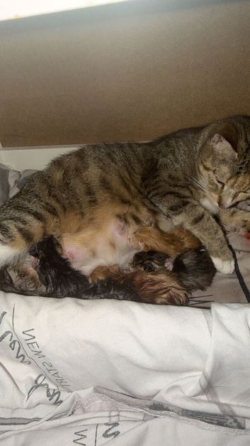 8 gorgeous kittens