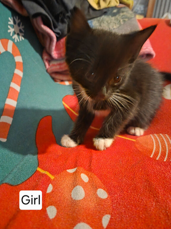 5 beautiful kittens for Sale