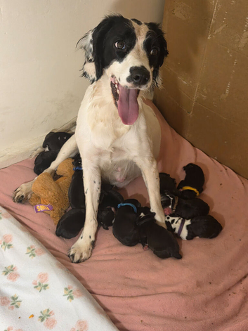 Springer spaniel cross staffy pups