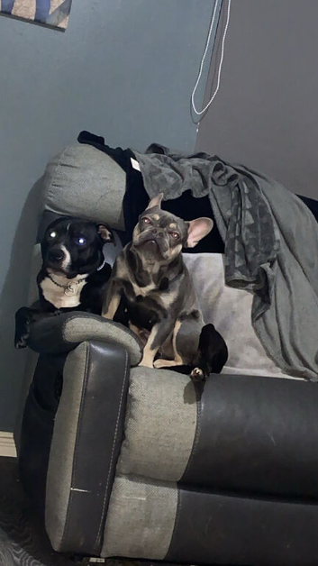Frenchie x staffy