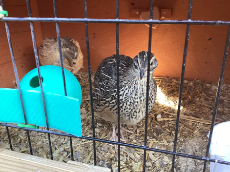 5 WEEK OLD MALE COTURNIX QUAILS