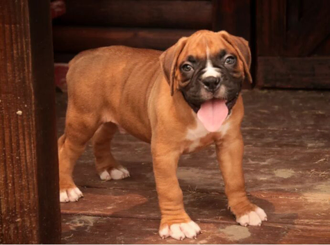 Boxer Puppies For Sale