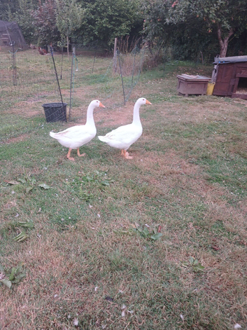 Embden Goose and Gander for Sale