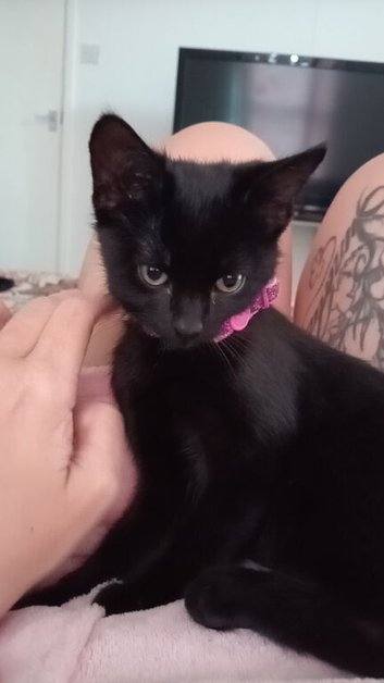 Beautiful, black, female cat for sale