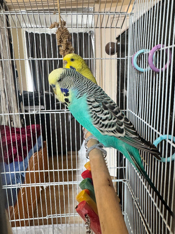 Budgies