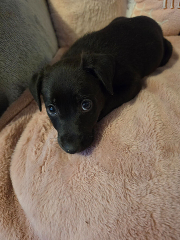 Germanshepard x staffy puppies