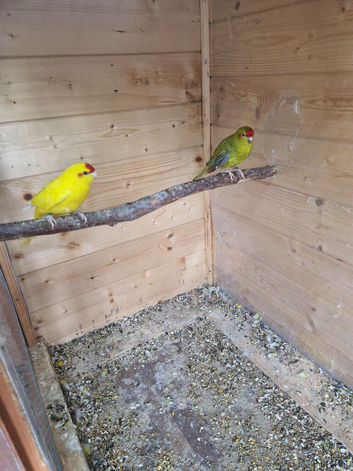 2 females kakarikis