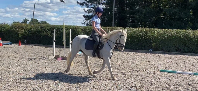 13.2 Grey mare the perfect Pony