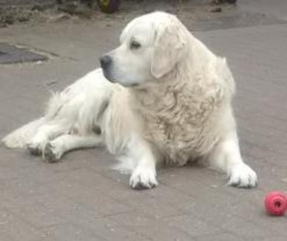 CHAMPION BRED KC STUD DOGS  EXCELLENT HEALTH TESTS