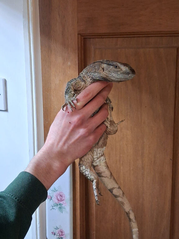 White Throat Monitor