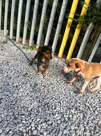 Jack Russel bitch And merle jackawawa