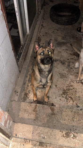 Full breed Malinois for stud