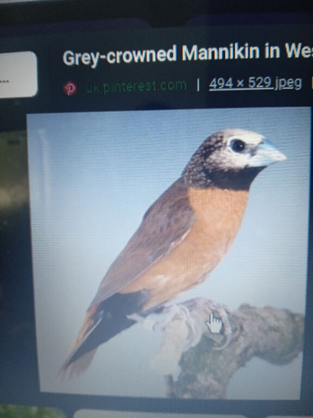 Grey Crowned Mannikins