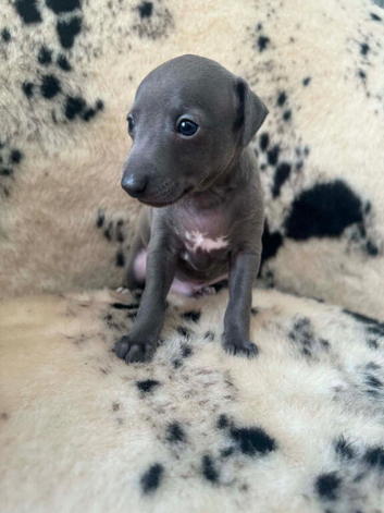 Stunning boy available
