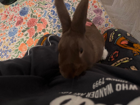 1 year old brown bunny male