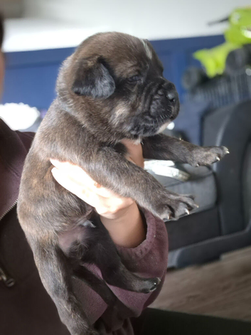 10 Beautiful american bulldog/staffy
