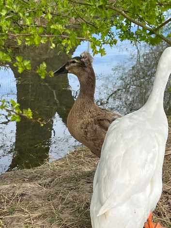 Crested runner duck x ( pending collection )